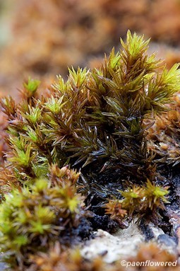 Plant form with wet leaves